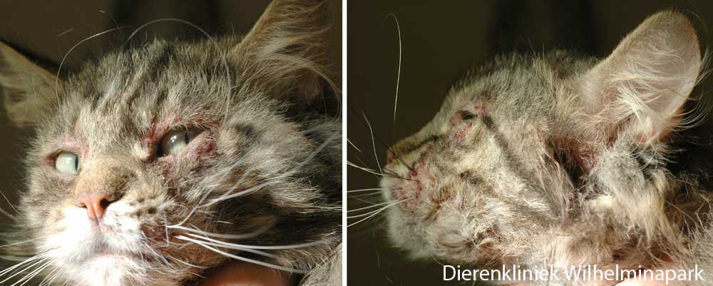 Een kat met een auto-immuun probleem - pemphigus. Foto Dierenkliniek Wilhelminapark utrecht